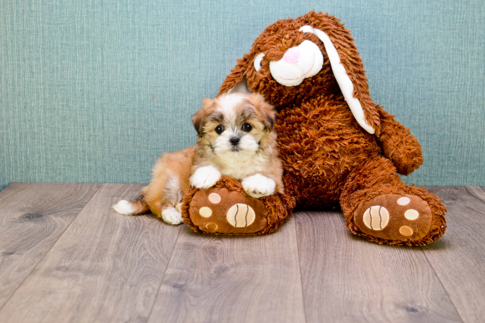 Small Teddy Bear Baby