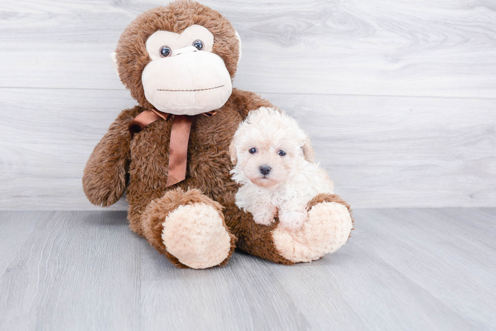 Adorable Maltepoo Poodle Mix Puppy
