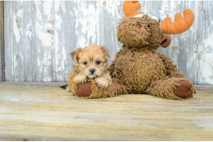Happy Morkie Baby