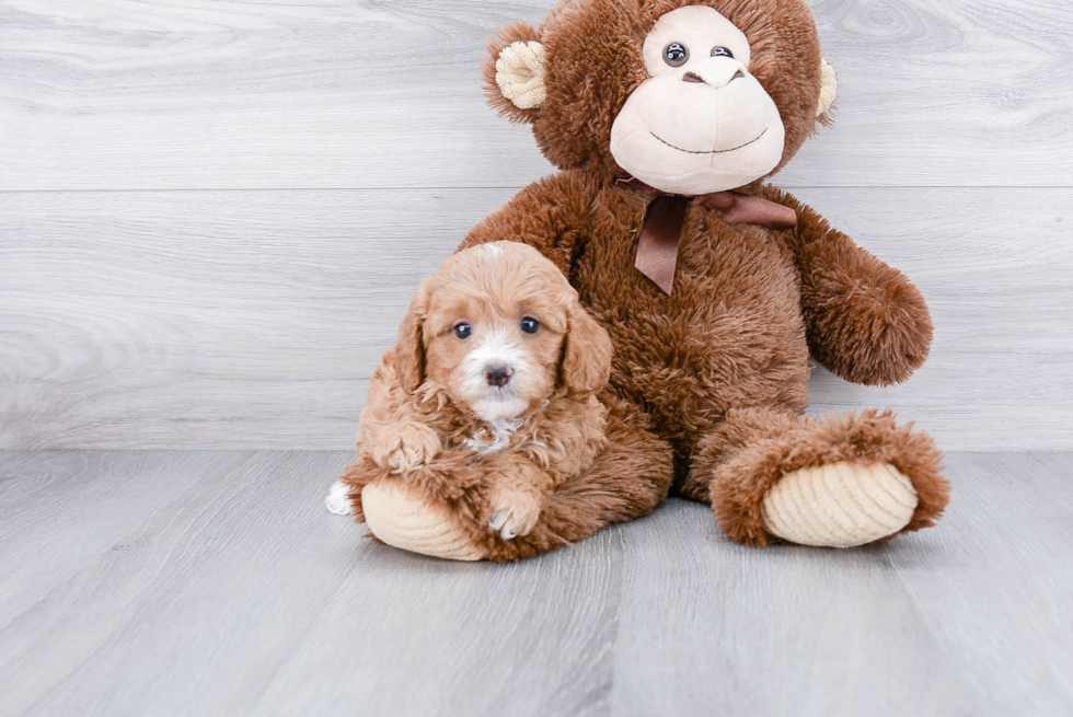 Cavapoo Puppy for Adoption