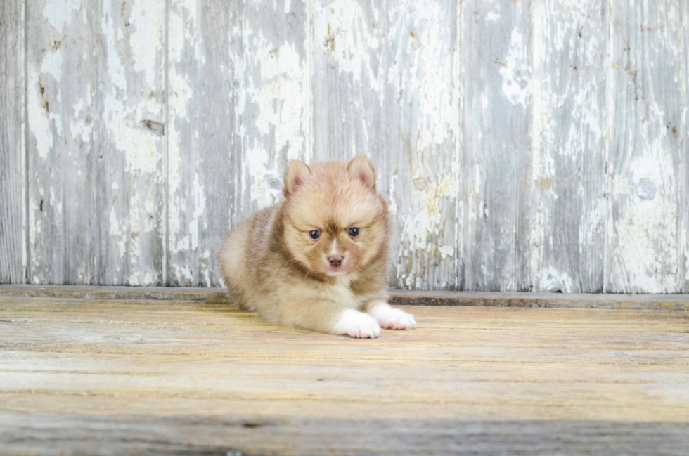 Funny Pomsky Designer Pup