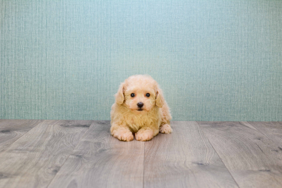 Maltipoo Pup Being Cute