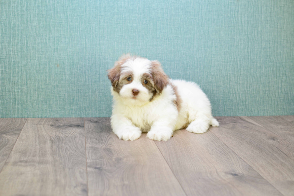 Best Teddy Bear Baby