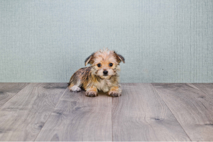 Small Morkie Baby