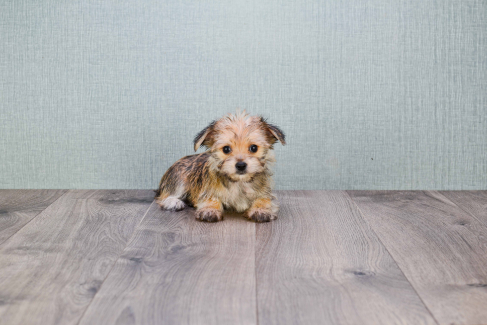 Small Morkie Baby