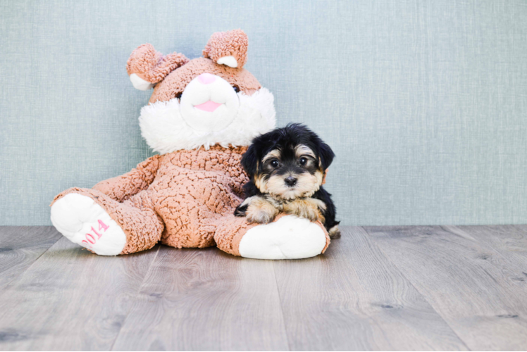 Popular Morkie Designer Pup