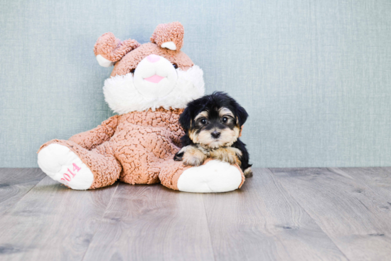 Popular Morkie Designer Pup