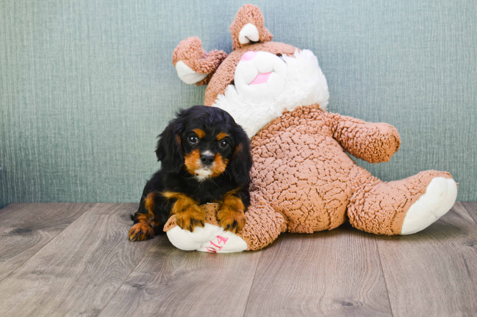 Cavalier King Charles Spaniel Pup Being Cute