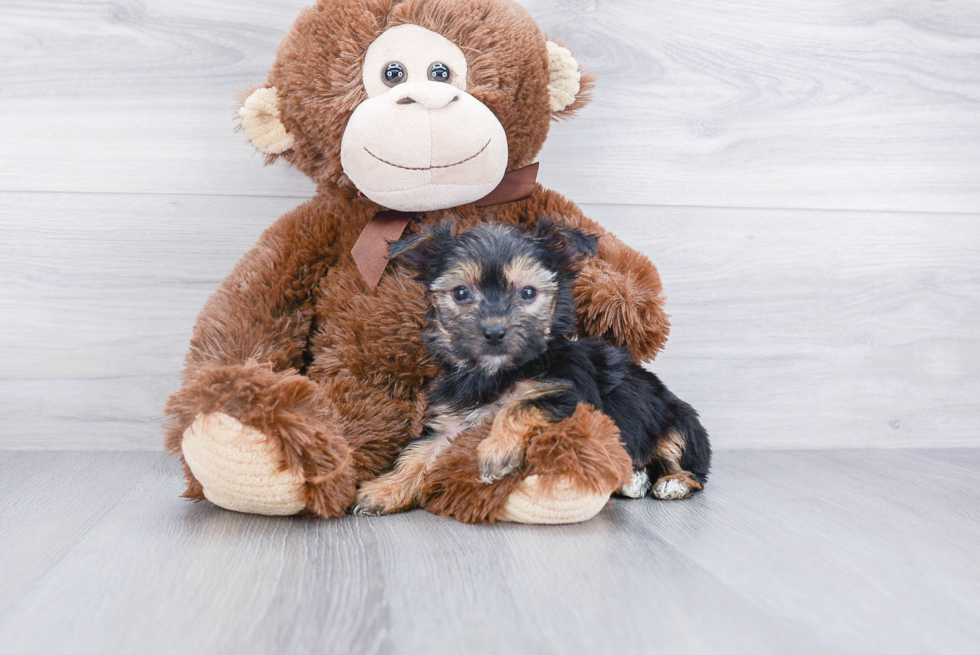Adorable Yorkie Designer Puppy