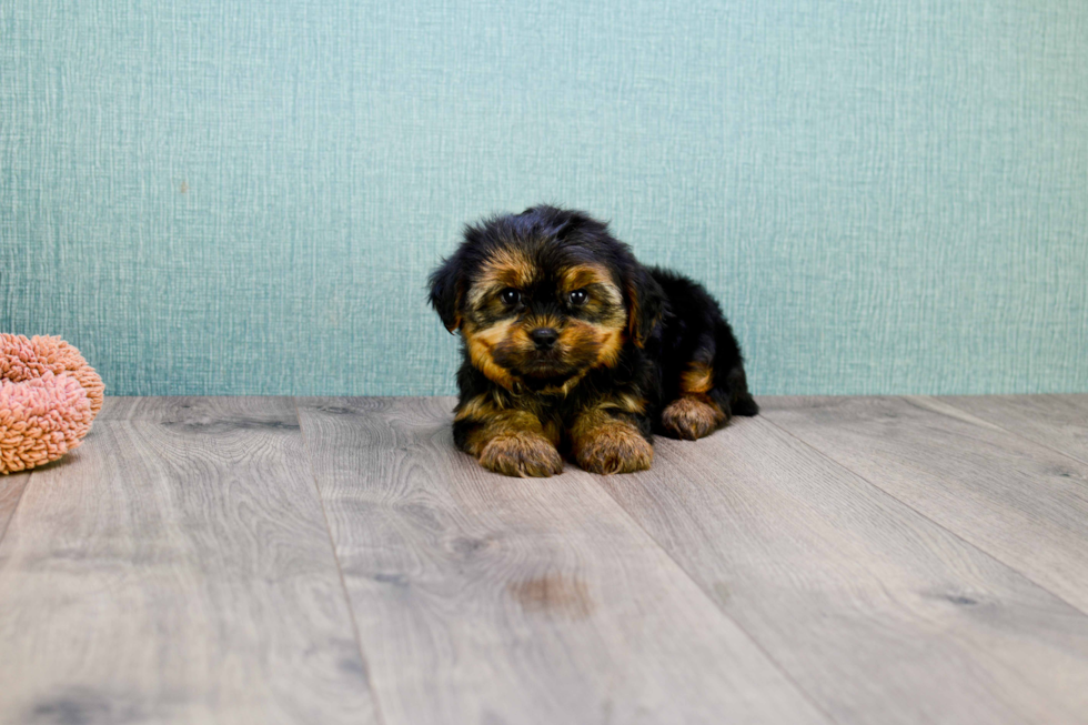 Popular Shorkie Designer Pup