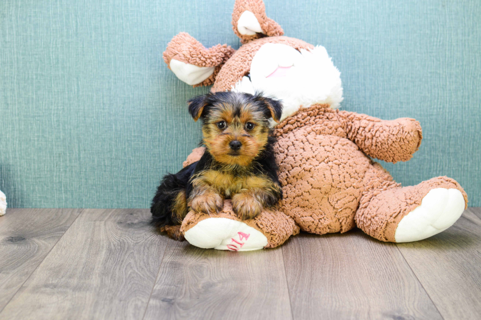 Meet Teacup-Lisa - our Yorkshire Terrier Puppy Photo 