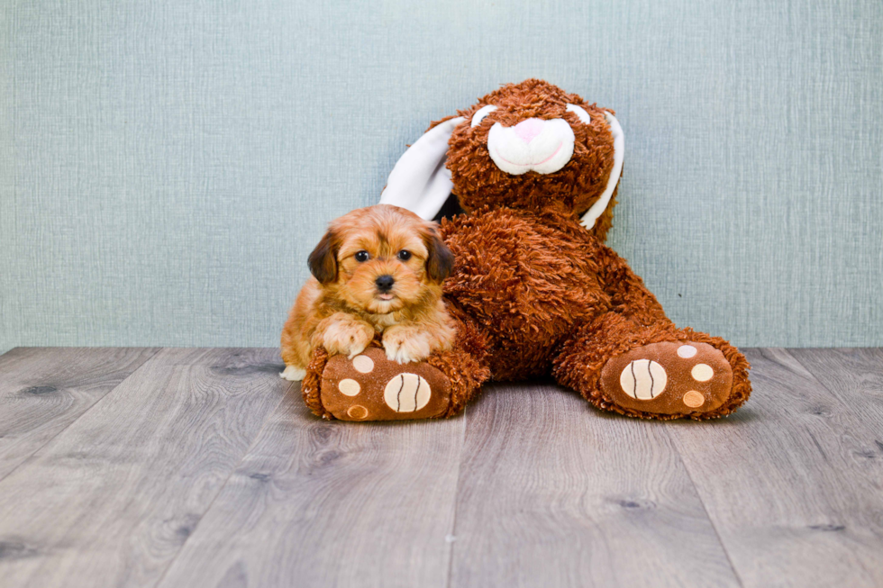 Morkie Pup Being Cute
