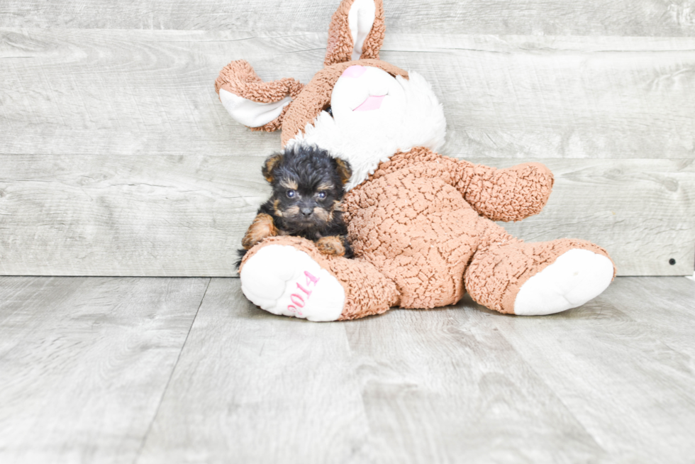Best Yorkie Poo Baby