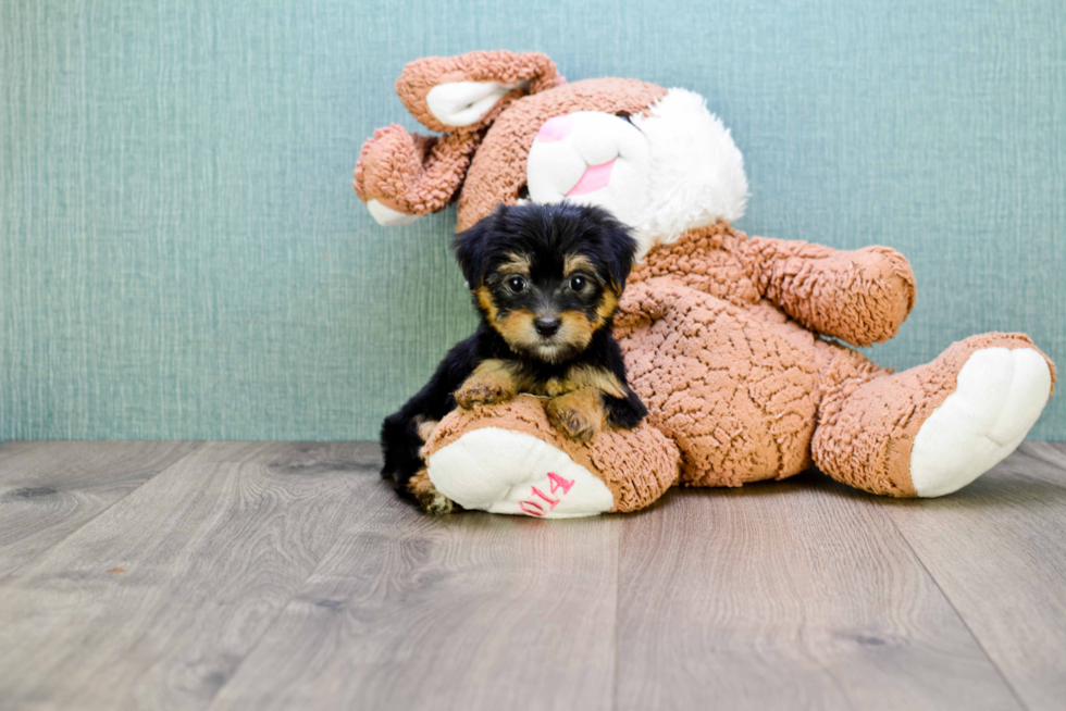 Friendly Morkie Baby