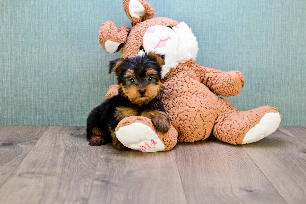 Meet Allen - our Yorkshire Terrier Puppy Photo 