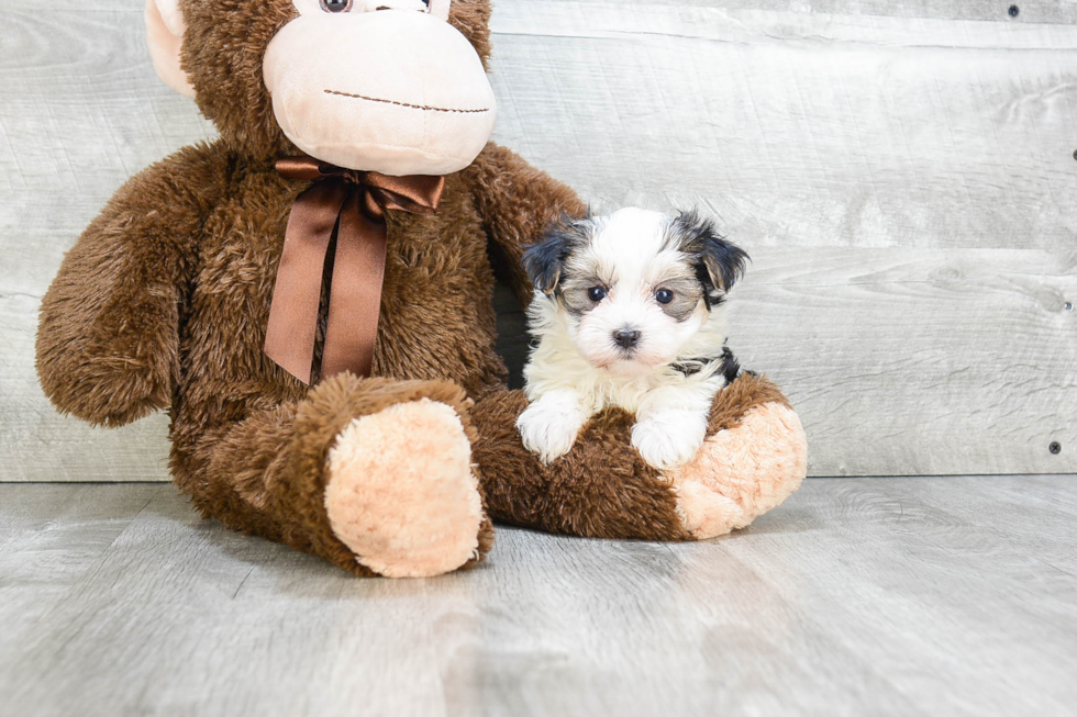 Morkie Puppy for Adoption