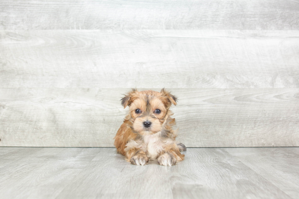 Hypoallergenic Yorkie Designer Puppy