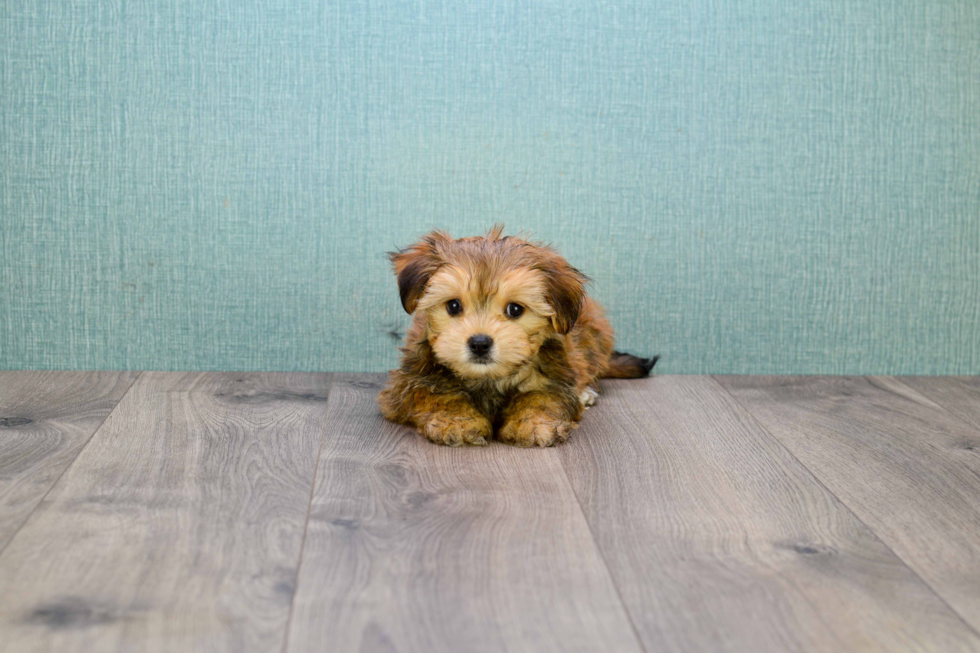 Morkie Puppy for Adoption