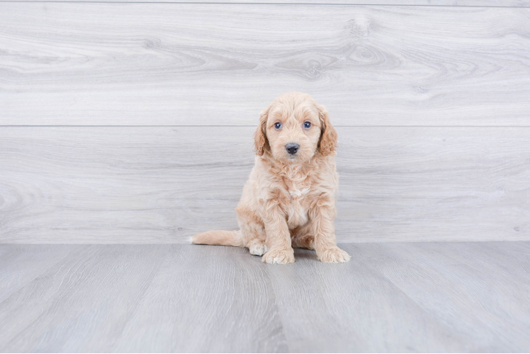 Mini Goldendoodle Puppy for Adoption