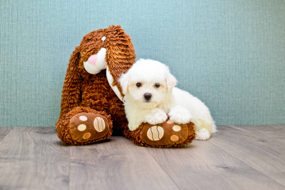 Maltipoo Puppy for Adoption