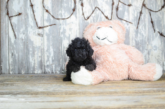 Poodle Puppy for Adoption