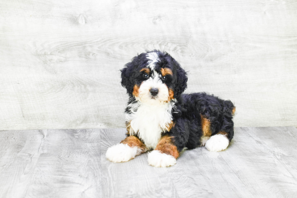 Best Mini Bernedoodle Baby