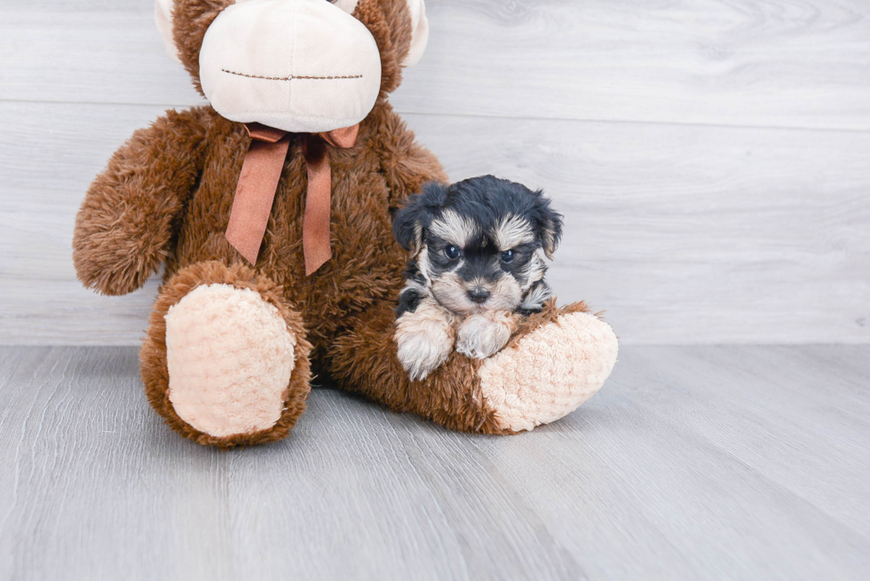 Morkie Pup Being Cute