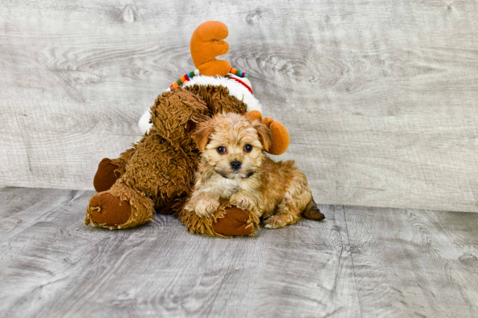 Playful Yorkie Designer Puppy