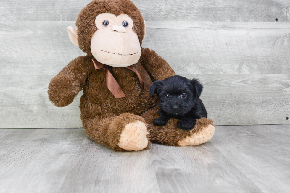 Morkie Pup Being Cute