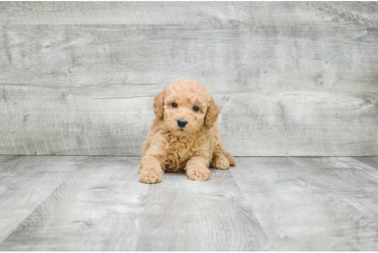 Sweet Mini Goldendoodle Baby