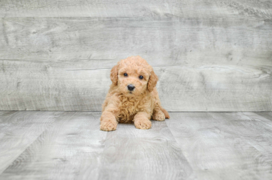 Sweet Mini Goldendoodle Baby