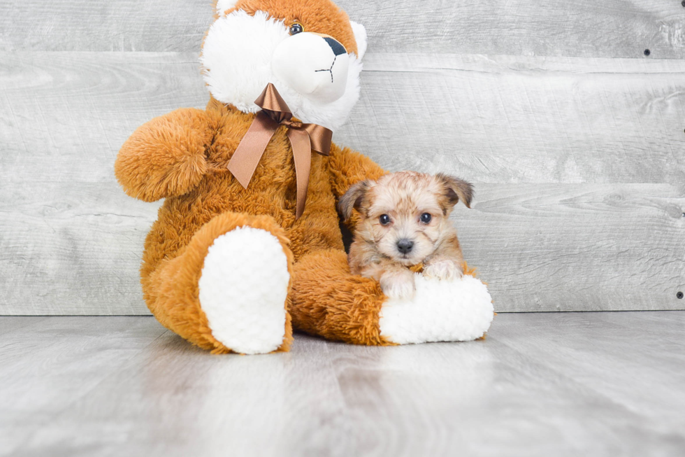 Best Morkie Baby