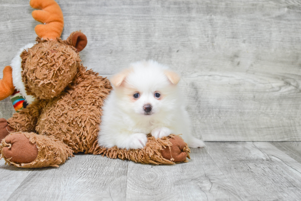 Friendly Pomeranian Baby