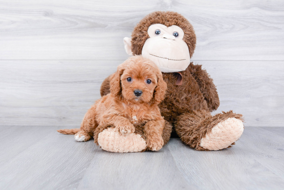 Best Cavapoo Baby