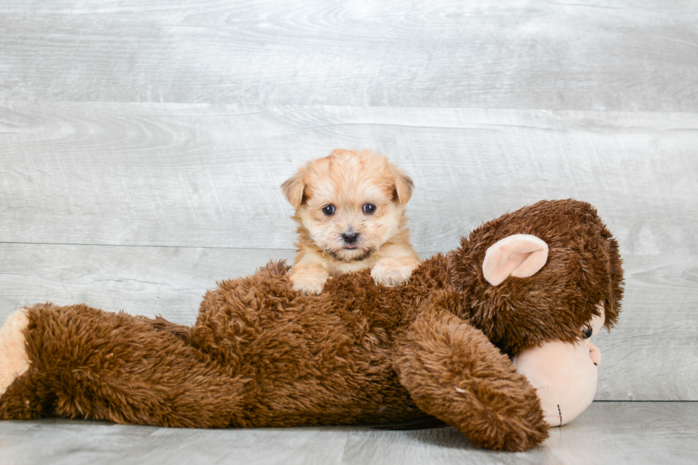 Happy Morkie Baby