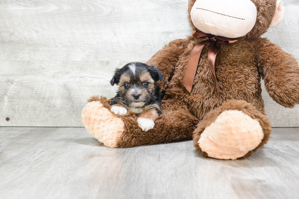 Fluffy Morkie Designer Pup