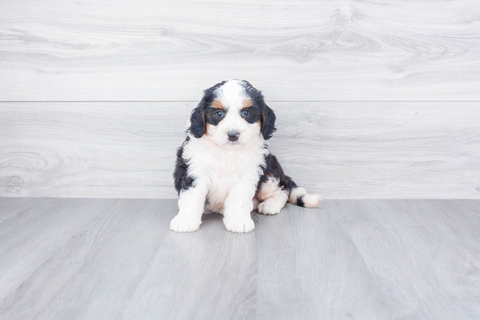 Mini Bernedoodle Puppy for Adoption
