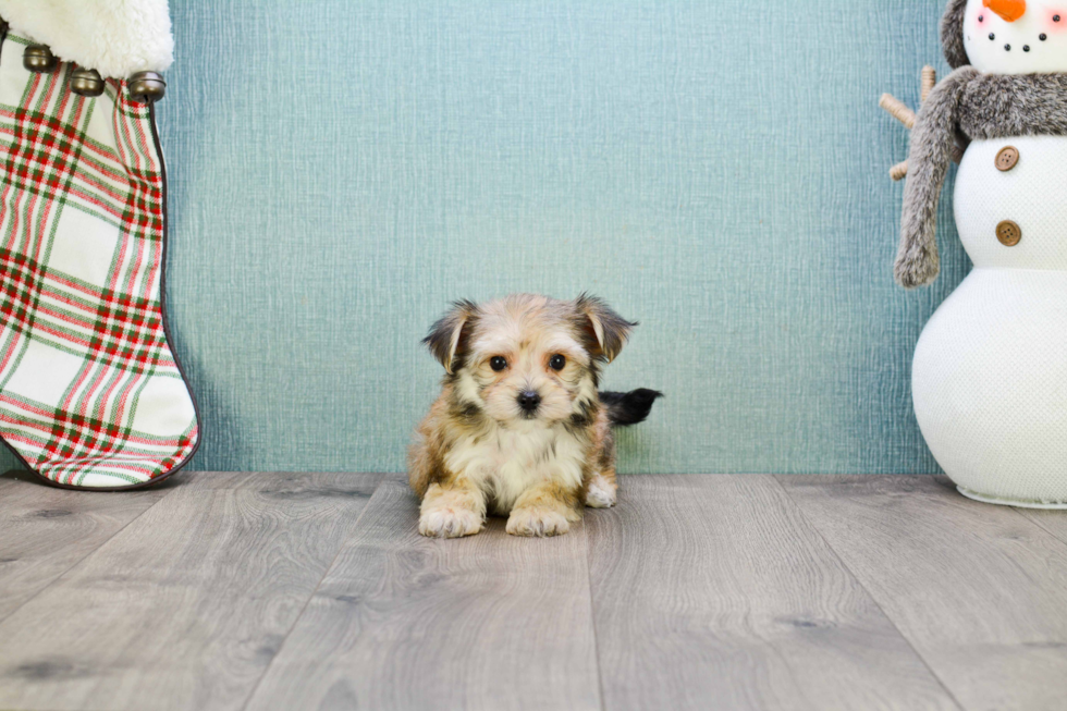 Petite Morkie Designer Pup