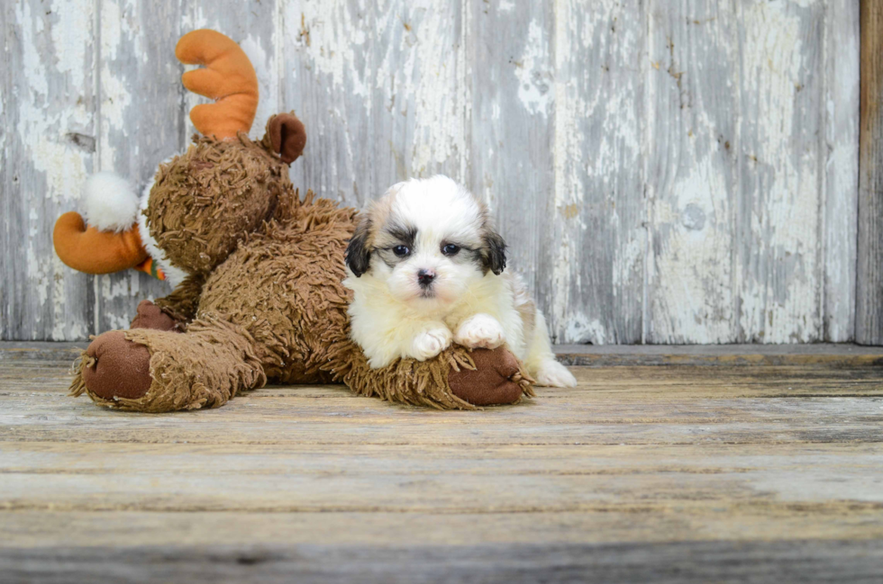 Teddy Bear Puppy for Adoption