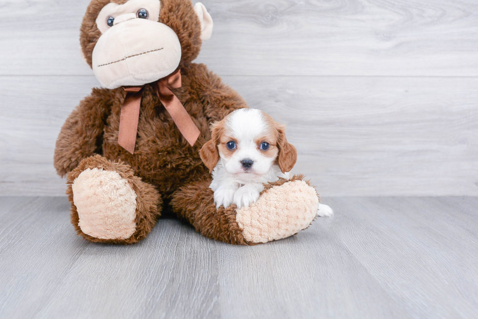 Friendly Cavalier King Charles Spaniel Purebred Pup