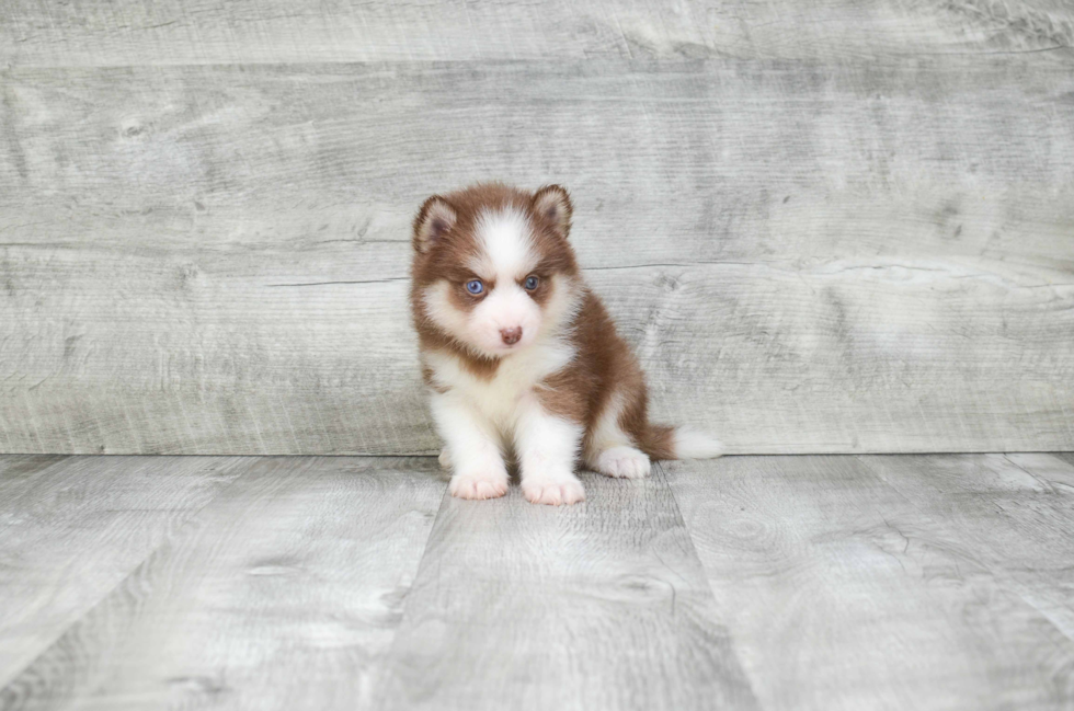 Pomsky Pup Being Cute