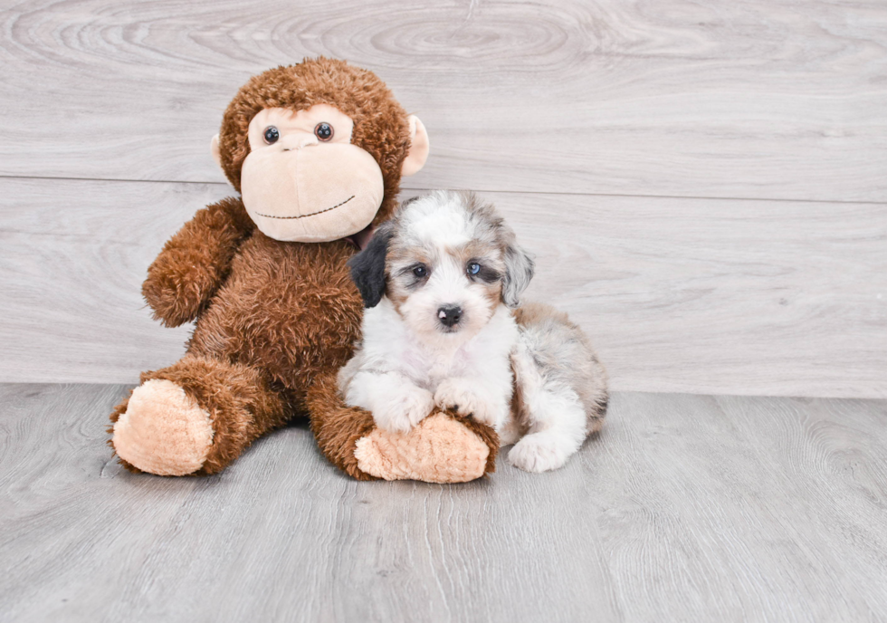 Petite Mini Aussiedoodle Poodle Mix Pup
