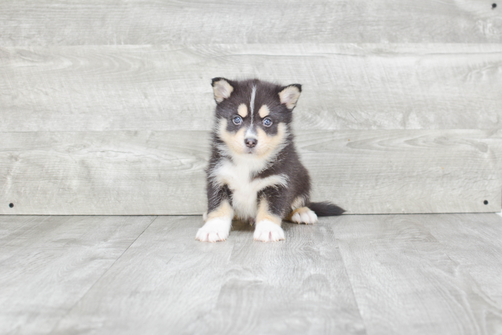 Best Pomsky Baby