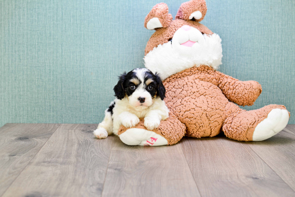 Little Cavalier Designer Puppy