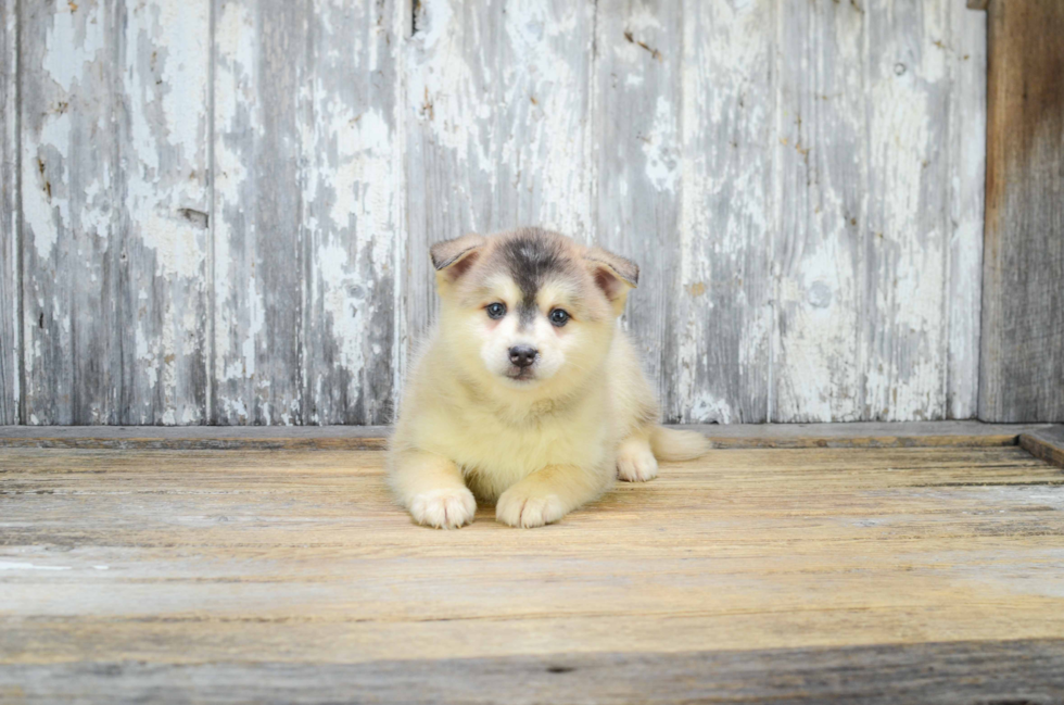 Pomsky Pup Being Cute