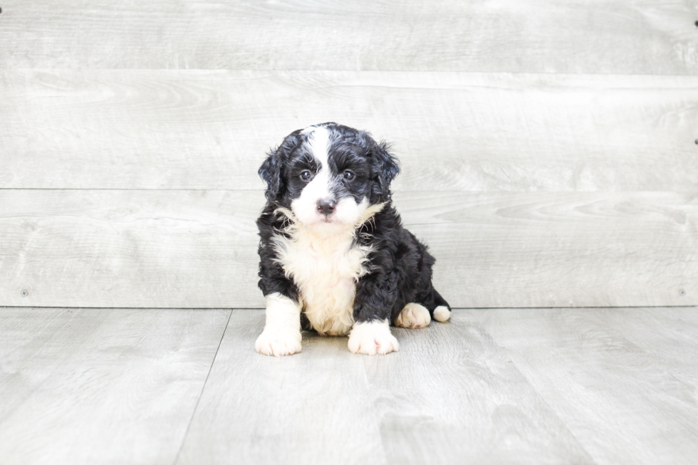 Mini Bernedoodle Puppy for Adoption