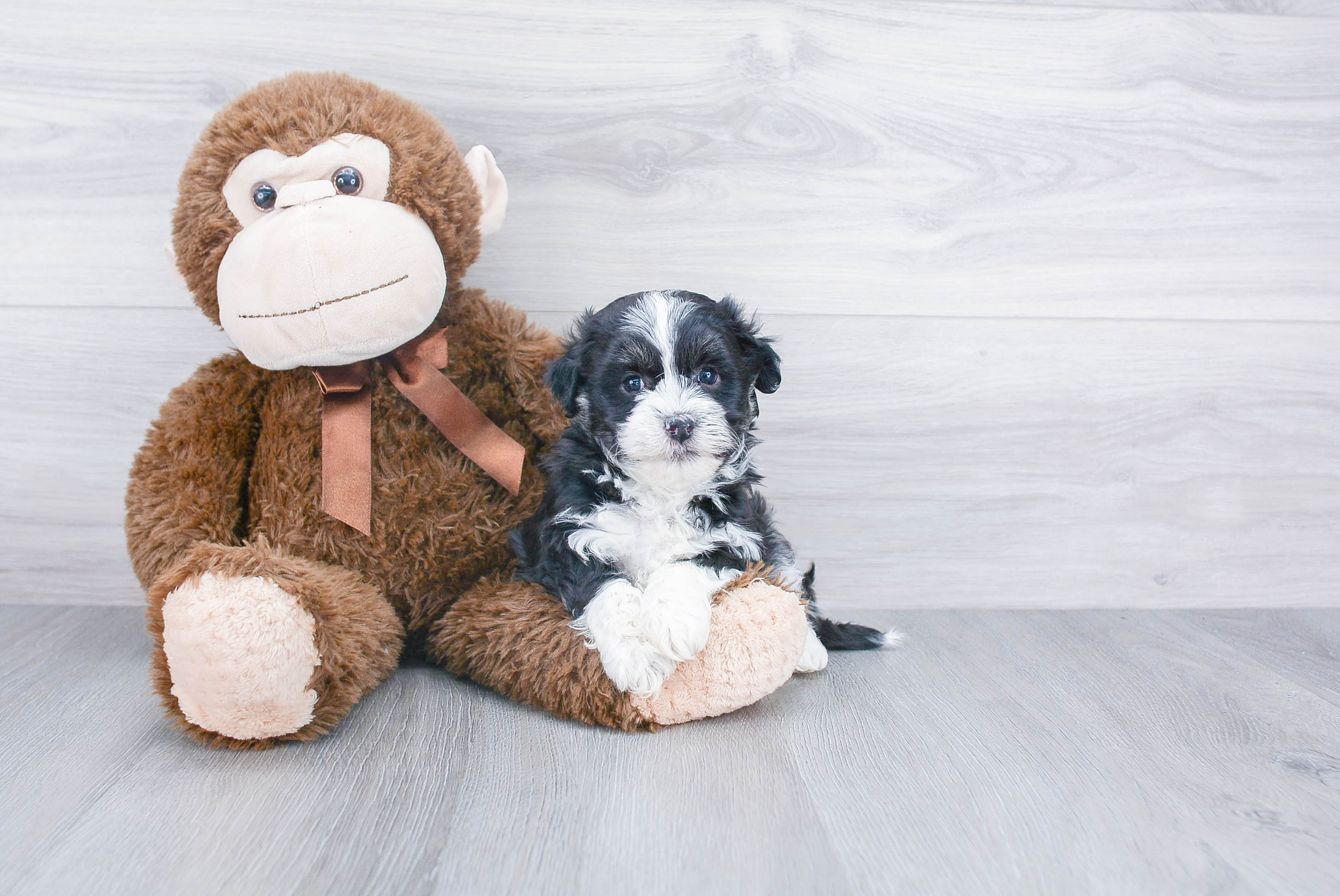 Havanese Puppy for Adoption