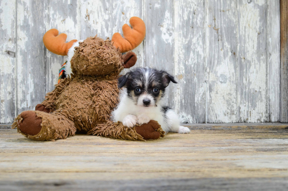 Cute Terrier Mix Baby