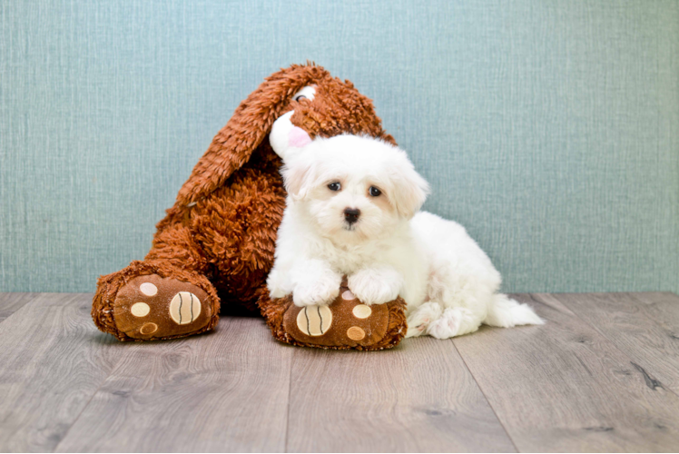 Cute Maltese Purebred Puppy