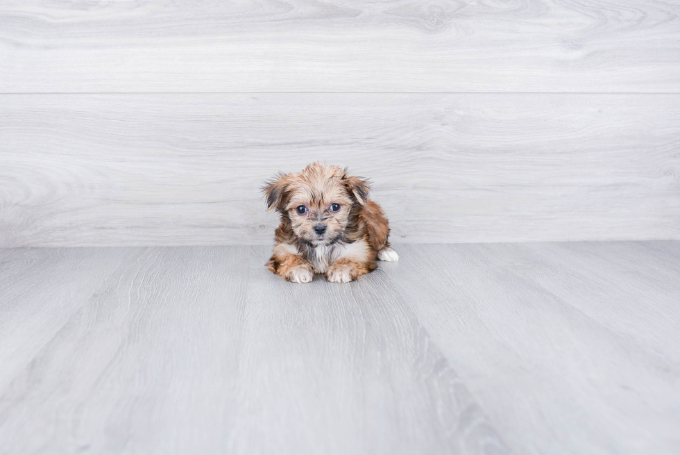 Morkie Pup Being Cute